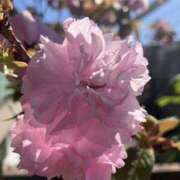 ヒメ日記 2025/04/16 10:35 投稿 あやの 完熟ばなな新宿