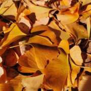 ヒメ日記 2024/12/21 22:08 投稿 大内アヤ 彩タマンサ（埼玉ハレ系）