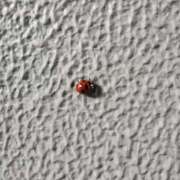 ヒメ日記 2025/02/08 08:21 投稿 大内アヤ 彩タマンサ（埼玉ハレ系）