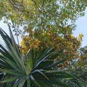 ヒメ日記 2025/02/09 14:20 投稿 大内アヤ 彩タマンサ（埼玉ハレ系）