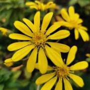 ヒメ日記 2025/02/09 14:25 投稿 大内アヤ 彩タマンサ（埼玉ハレ系）