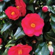 ヒメ日記 2025/04/07 09:01 投稿 大内アヤ 彩タマンサ（埼玉ハレ系）