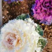 ヒメ日記 2025/04/09 08:21 投稿 大内アヤ 彩タマンサ（埼玉ハレ系）