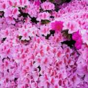 ヒメ日記 2025/04/27 13:48 投稿 大内アヤ 彩タマンサ（埼玉ハレ系）