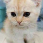 大内アヤ 出勤 彩タマンサ（埼玉ハレ系）