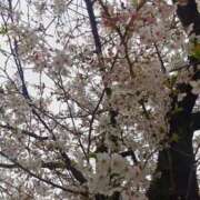 ヒメ日記 2026/04/05 15:07 投稿 大内アヤ 彩タマンサ（埼玉ハレ系）