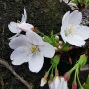 ヒメ日記 2026/04/06 09:30 投稿 大内アヤ 彩タマンサ（埼玉ハレ系）