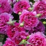 ヒメ日記 2025/01/08 20:20 投稿 ゆの 熟女の風俗最終章 蒲田店