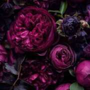 ヒメ日記 2025/01/08 20:25 投稿 ゆの 熟女の風俗最終章 蒲田店