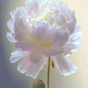 ヒメ日記 2025/01/21 19:40 投稿 ゆの 熟女の風俗最終章 蒲田店