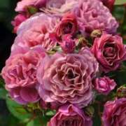 ヒメ日記 2025/01/31 12:16 投稿 ゆの 熟女の風俗最終章 蒲田店