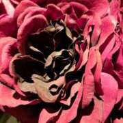 ヒメ日記 2025/03/06 02:32 投稿 ゆの 熟女の風俗最終章 蒲田店