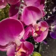 ヒメ日記 2025/03/14 07:36 投稿 ゆの 熟女の風俗最終章 蒲田店