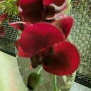 ヒメ日記 2025/03/15 23:56 投稿 ゆの 熟女の風俗最終章 蒲田店