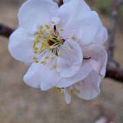 ヒメ日記 2025/03/18 18:11 投稿 ゆの 熟女の風俗最終章 蒲田店