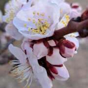 ヒメ日記 2025/03/24 11:26 投稿 ゆの 熟女の風俗最終章 蒲田店