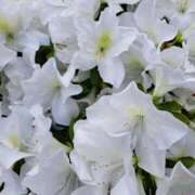 ヒメ日記 2025/05/09 09:20 投稿 ゆの 熟女の風俗最終章 蒲田店