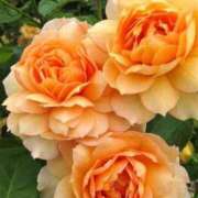 ヒメ日記 2025/05/16 09:10 投稿 ゆの 熟女の風俗最終章 蒲田店