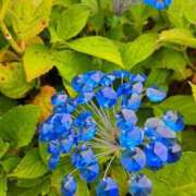 ヒメ日記 2025/06/02 19:26 投稿 ゆの 熟女の風俗最終章 蒲田店