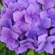 ヒメ日記 2025/06/03 18:01 投稿 ゆの 熟女の風俗最終章 蒲田店