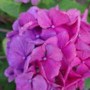 ヒメ日記 2025/06/08 09:04 投稿 ゆの 熟女の風俗最終章 蒲田店