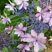 ヒメ日記 2025/06/08 09:20 投稿 ゆの 熟女の風俗最終章 蒲田店