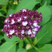 ヒメ日記 2025/06/08 18:50 投稿 ゆの 熟女の風俗最終章 蒲田店