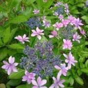 ヒメ日記 2025/06/11 18:53 投稿 ゆの 熟女の風俗最終章 蒲田店