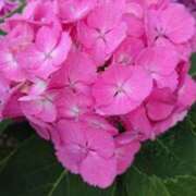 ヒメ日記 2025/06/12 23:20 投稿 ゆの 熟女の風俗最終章 蒲田店