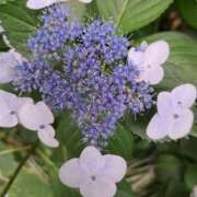 ヒメ日記 2025/06/13 21:50 投稿 ゆの 熟女の風俗最終章 蒲田店