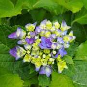 ヒメ日記 2025/06/18 19:01 投稿 ゆの 熟女の風俗最終章 蒲田店