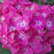 ヒメ日記 2025/06/28 01:05 投稿 ゆの 熟女の風俗最終章 蒲田店