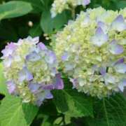 ヒメ日記 2025/06/30 18:20 投稿 ゆの 熟女の風俗最終章 蒲田店