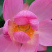 ヒメ日記 2025/07/02 21:00 投稿 ゆの 熟女の風俗最終章 蒲田店