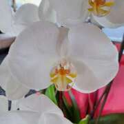 ヒメ日記 2025/07/22 08:00 投稿 ゆの 熟女の風俗最終章 蒲田店