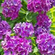 ヒメ日記 2025/07/26 01:10 投稿 ゆの 熟女の風俗最終章 蒲田店