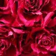 ヒメ日記 2025/08/10 23:50 投稿 ゆの 熟女の風俗最終章 蒲田店