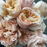 ヒメ日記 2025/08/19 00:46 投稿 ゆの 熟女の風俗最終章 蒲田店