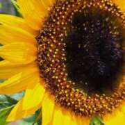 ヒメ日記 2025/08/21 09:00 投稿 ゆの 熟女の風俗最終章 蒲田店