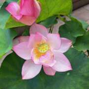 ヒメ日記 2025/08/28 09:36 投稿 ゆの 熟女の風俗最終章 蒲田店