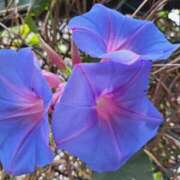 ヒメ日記 2025/08/31 09:01 投稿 ゆの 熟女の風俗最終章 蒲田店