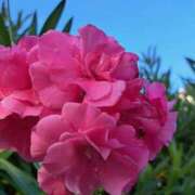 ヒメ日記 2025/09/01 20:50 投稿 ゆの 熟女の風俗最終章 蒲田店