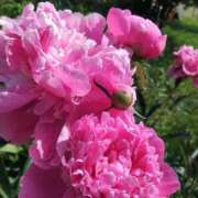 ヒメ日記 2025/09/20 00:10 投稿 ゆの 熟女の風俗最終章 蒲田店