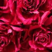 ヒメ日記 2025/11/11 01:20 投稿 ゆの 熟女の風俗最終章 蒲田店