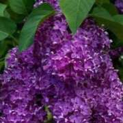 ヒメ日記 2025/11/24 00:20 投稿 ゆの 熟女の風俗最終章 蒲田店