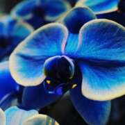 ヒメ日記 2025/12/06 23:50 投稿 ゆの 熟女の風俗最終章 蒲田店