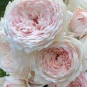 ヒメ日記 2026/01/14 00:30 投稿 ゆの 熟女の風俗最終章 蒲田店