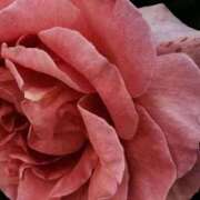 ヒメ日記 2026/02/03 20:30 投稿 ゆの 熟女の風俗最終章 蒲田店