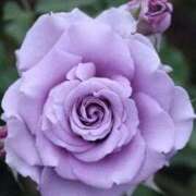 ヒメ日記 2026/02/20 10:40 投稿 ゆの 熟女の風俗最終章 蒲田店