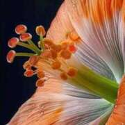 ヒメ日記 2026/03/12 17:30 投稿 ゆの 熟女の風俗最終章 蒲田店